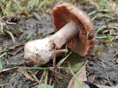 Cortinarius bulbosus