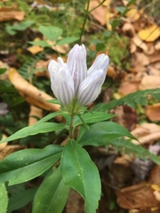 Gentiana villosa