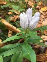 Gentiana villosa