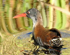 Rallus caerulescens