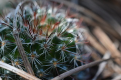 Mammillaria jaliscana jaliscana