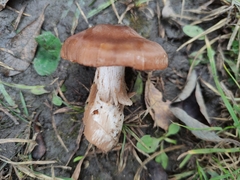 Cortinarius bulbosus