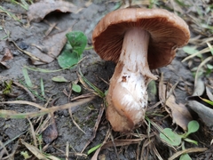 Cortinarius bulbosus