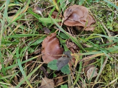 Cortinarius bulbosus