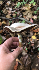 Pseudochitonia