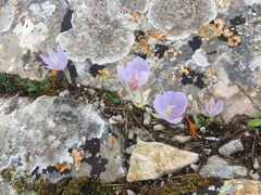 Crocus tournefortii