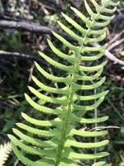 Blechnum laevigatum