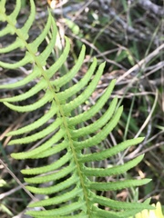 Blechnum laevigatum