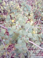 Pseudodictamnus africanus