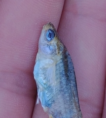 Poecilia mexicana