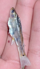 Poecilia mexicana