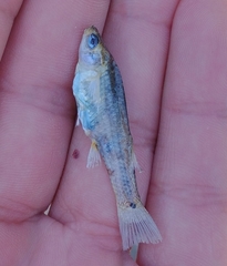 Poecilia mexicana