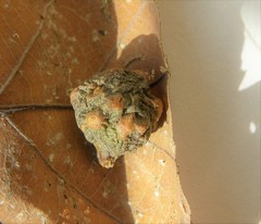 Andricus infectorius