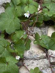 Cymbalaria muralis