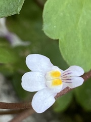 Cymbalaria muralis