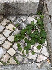 Cymbalaria muralis