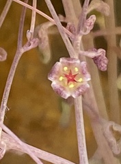 Crassula nemorosa