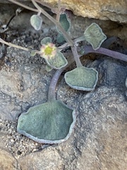 Crassula nemorosa