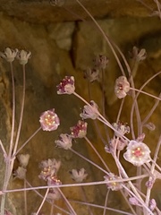Crassula nemorosa