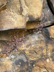 Crassula nemorosa