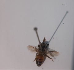 Apis mellifera