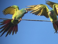 Blue-Crowned Parakeet photo 3