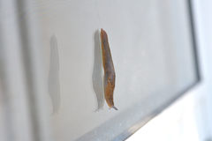 Milacidae
