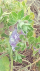 Scutellaria drummondii