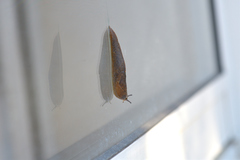 Milacidae