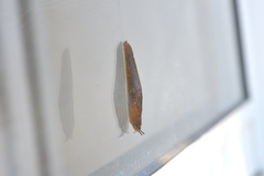 Milacidae