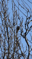 Poecile atricapillus