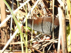 Rallus caerulescens