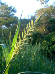 Echinochloa pyramidalis