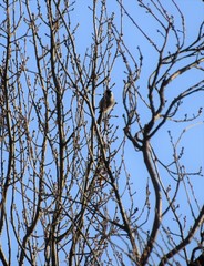 Poecile atricapillus