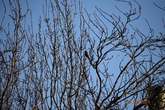 Poecile atricapillus