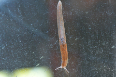 Milacidae