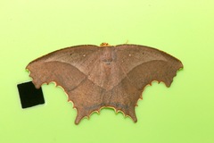 Eutomopepla