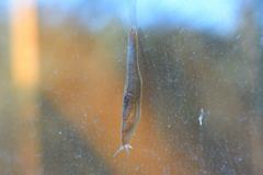Milacidae
