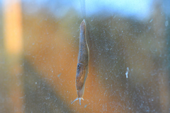 Milacidae