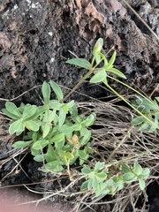 Silene uniflora uniflora