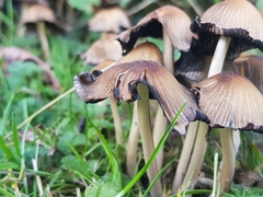 Coprinellus