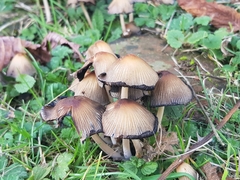 Coprinellus
