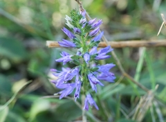 Veronica barrelieri