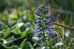 Veronica barrelieri