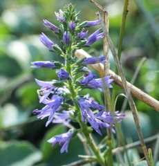 Veronica barrelieri
