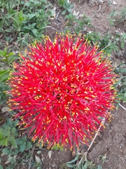 Scadoxus multiflorus multiflorus