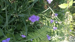 Tradescantia