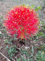 Scadoxus multiflorus multiflorus