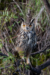 Bubo bengalensis