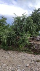 Ficus pertusa